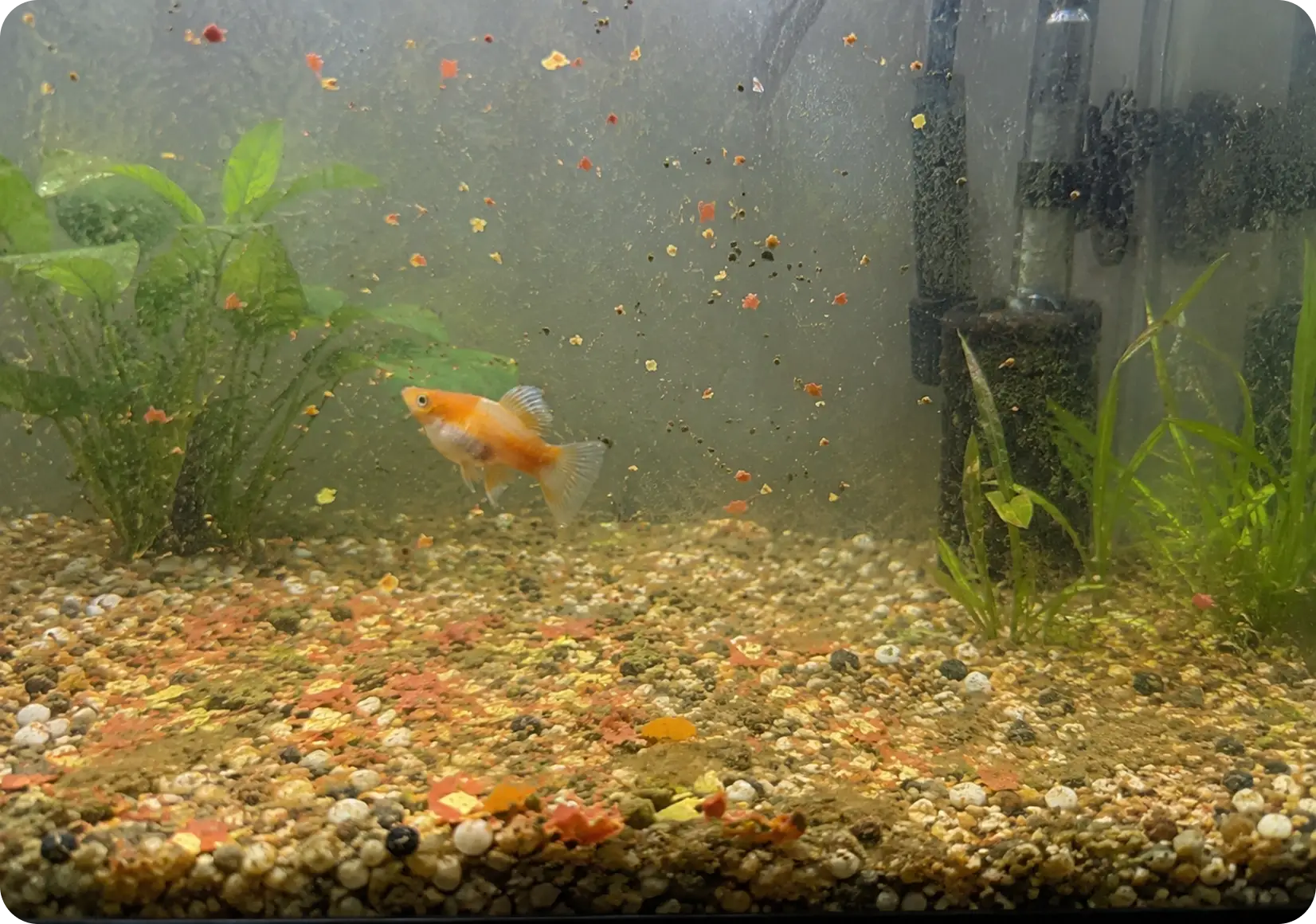 Overfeeding the Aquarium